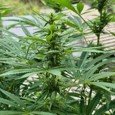 Lemon Haze XXL Auto growlog timeline photo