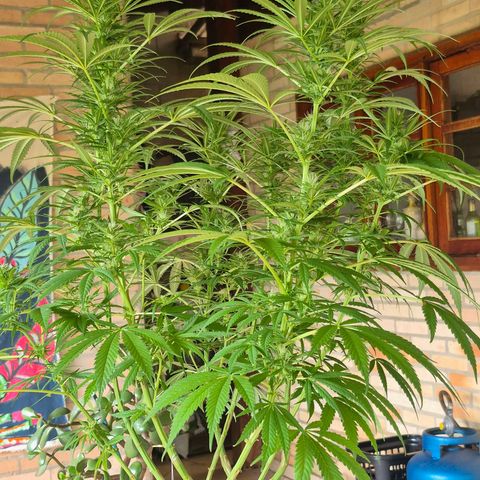Lemon Haze XXL Auto growlog timeline photo