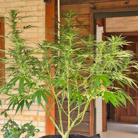 Lemon Haze XXL Auto growlog timeline photo