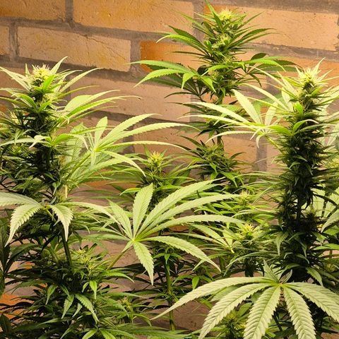 Lemon Haze XXL Auto growlog timeline photo
