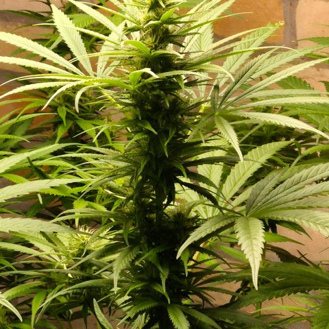Lemon Haze XXL Auto growlog timeline photo