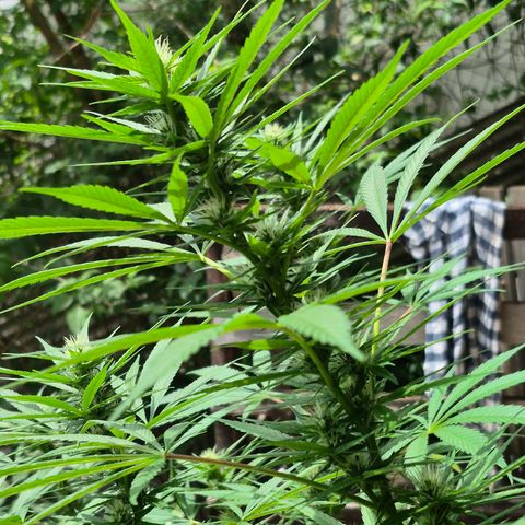 Lemon Haze XXL Auto growlog timeline photo