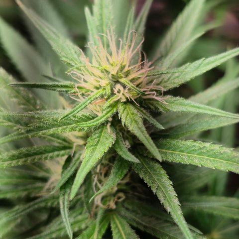 Lemon Haze XXL Auto growlog timeline photo