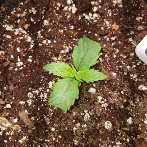 Sherbet Queen Automatic growlog photo: 22.40
