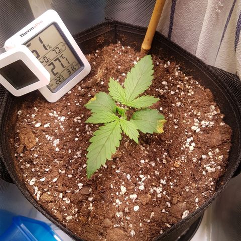 Sherbet Queen Automatic growlog timeline photo