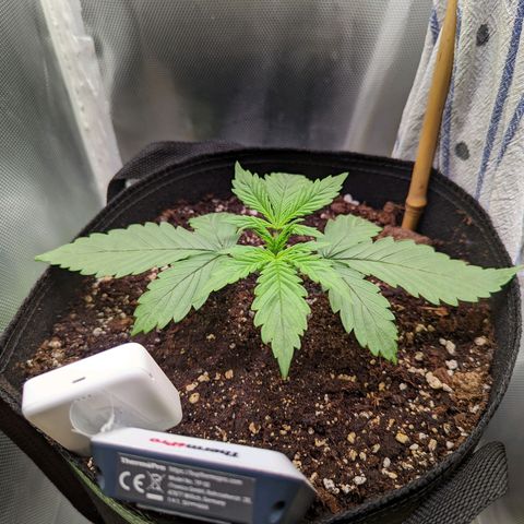 Sherbet Queen Automatic growlog timeline photo