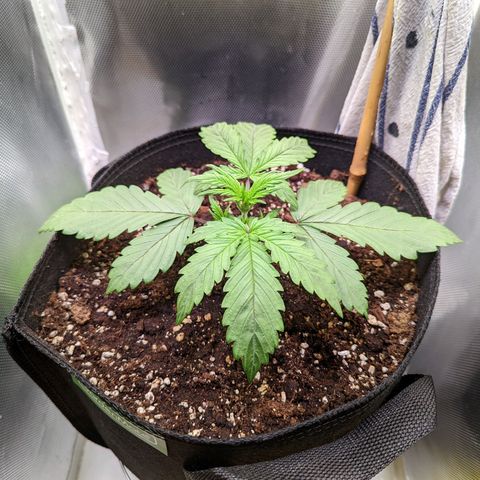 Sherbet Queen Automatic growlog timeline photo