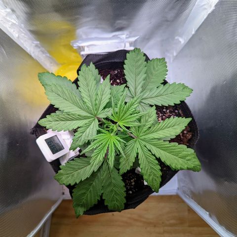Sherbet Queen Automatic growlog timeline photo