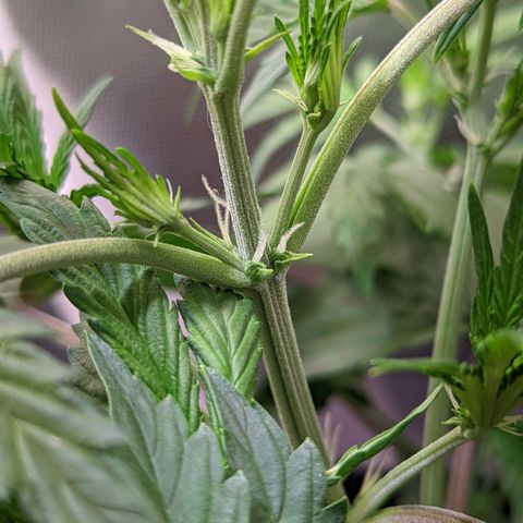 Sherbet Queen Automatic growlog timeline photo