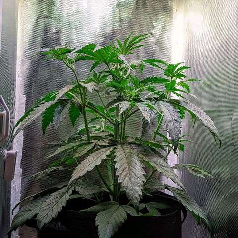 Sherbet Queen Automatic growlog timeline photo
