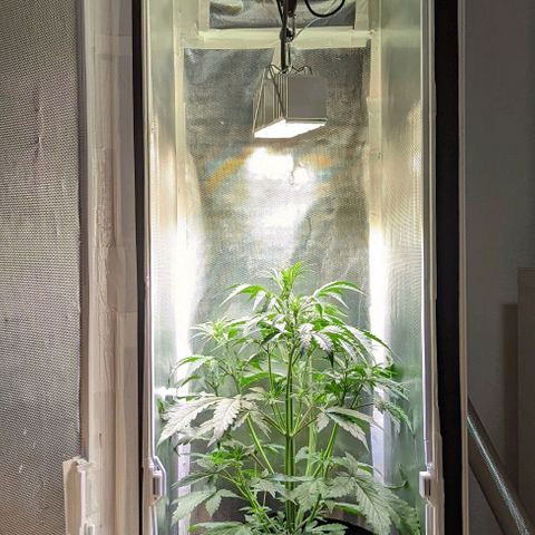 Sherbet Queen Automatic growlog timeline photo