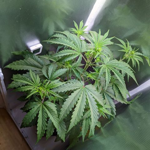 Sherbet Queen Automatic growlog timeline photo