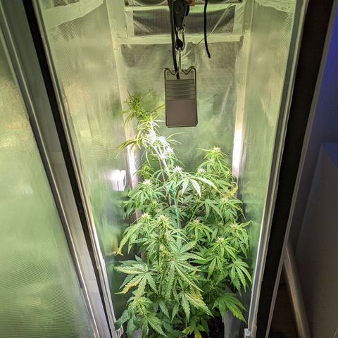 Sherbet Queen Automatic growlog timeline photo