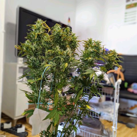 Sherbet Queen Automatic growlog timeline photo