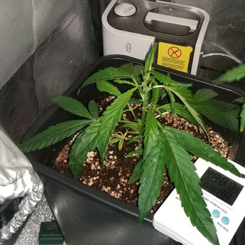Clone1 growlog timeline photo
