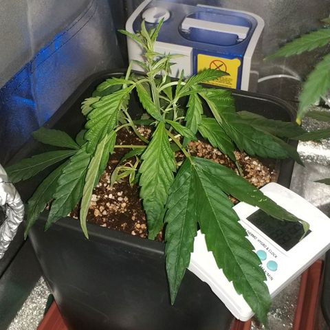 Clone1 growlog timeline photo