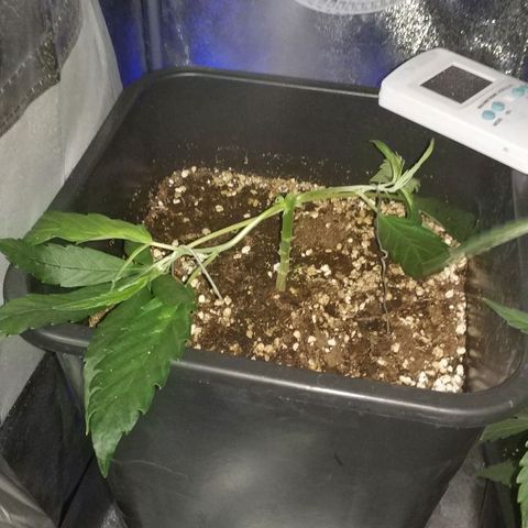 Clone1 growlog timeline photo