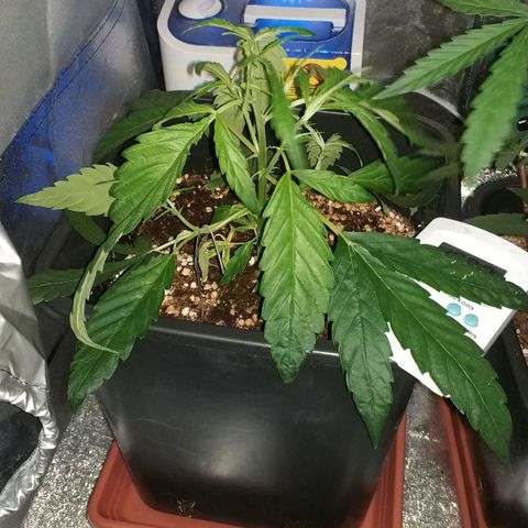 Clone1 growlog timeline photo