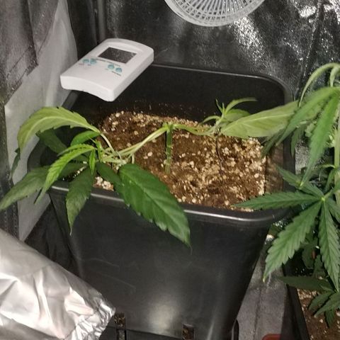 Clone1 growlog timeline photo
