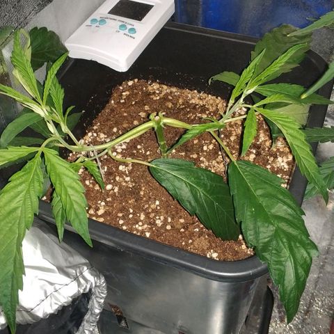 Clone1 growlog timeline photo