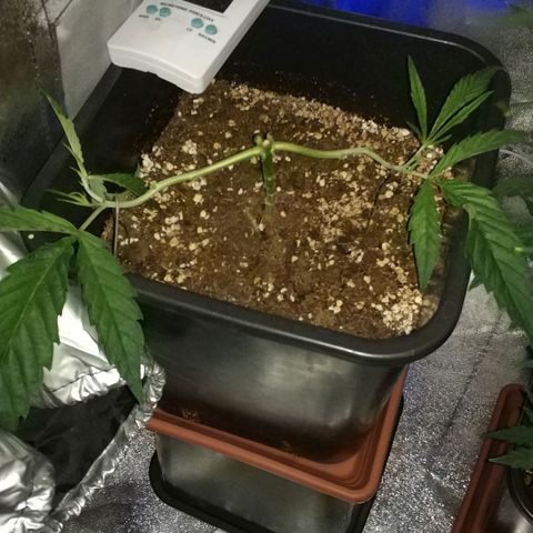 Clone1 growlog timeline photo