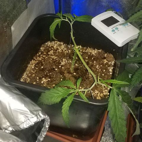 Clone1 growlog timeline photo
