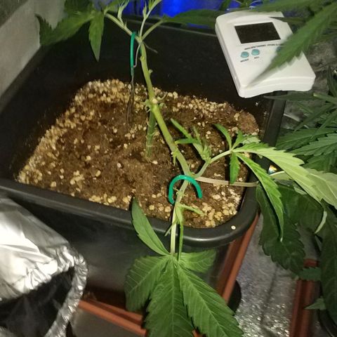 Clone1 growlog timeline photo