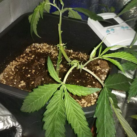 Clone1 growlog timeline photo