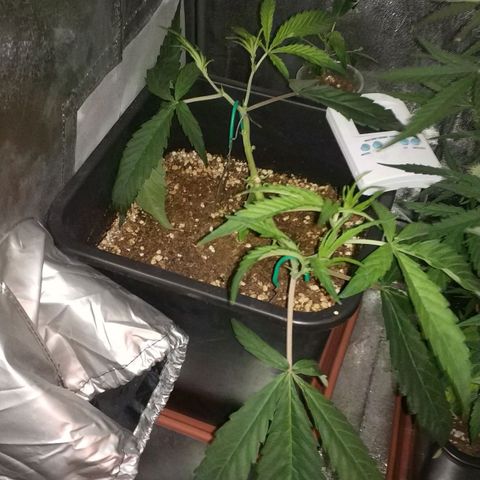 Clone1 growlog timeline photo