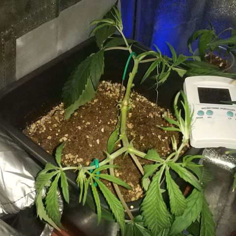 Clone1 growlog timeline photo