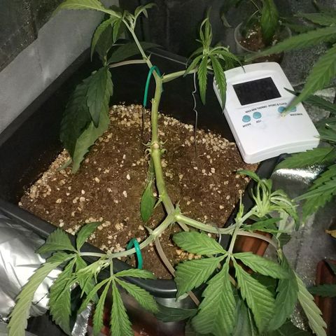 Clone1 growlog timeline photo