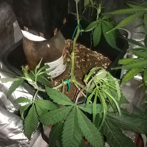Clone1 growlog timeline photo