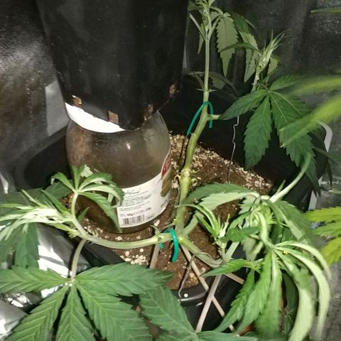 Clone1 growlog timeline photo