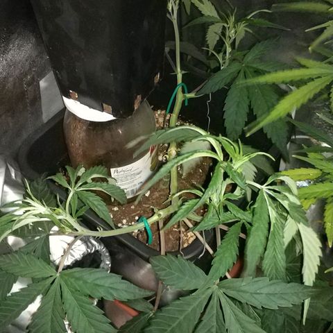 Clone1 growlog timeline photo