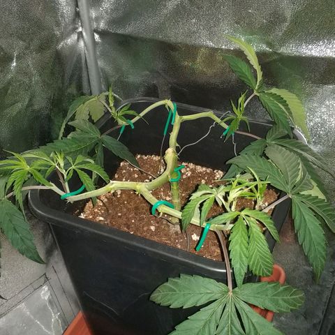 Clone1 growlog timeline photo