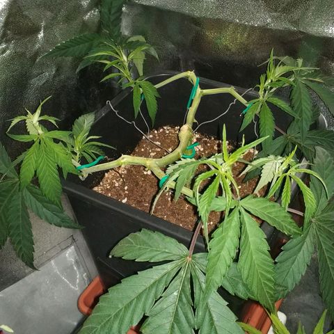 Clone1 growlog timeline photo