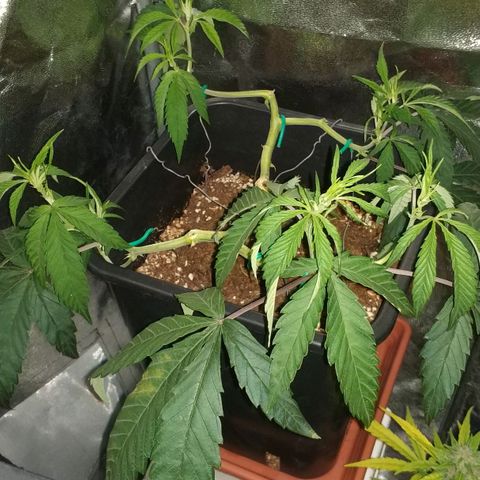 Clone1 growlog timeline photo