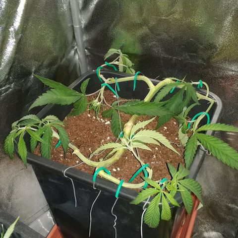 Clone1 growlog timeline photo
