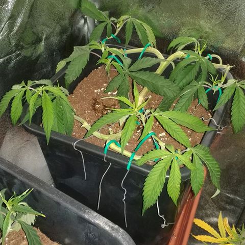 Clone1 growlog timeline photo