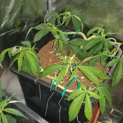 Clone1 growlog timeline photo