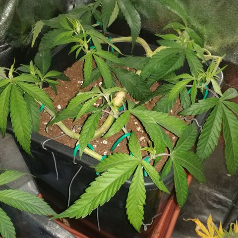 Clone1 growlog timeline photo