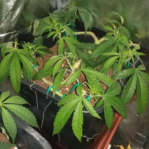 Clone1 growlog timeline photo