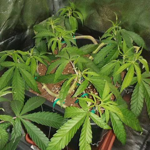 Clone1 growlog timeline photo