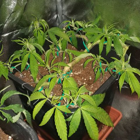 Clone1 growlog timeline photo