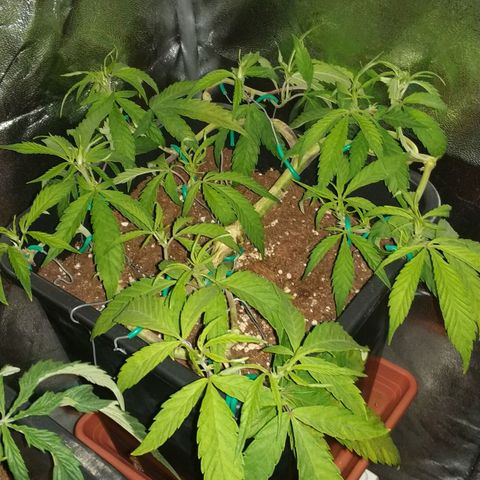 Clone1 growlog timeline photo