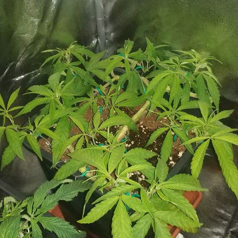 Clone1 growlog timeline photo