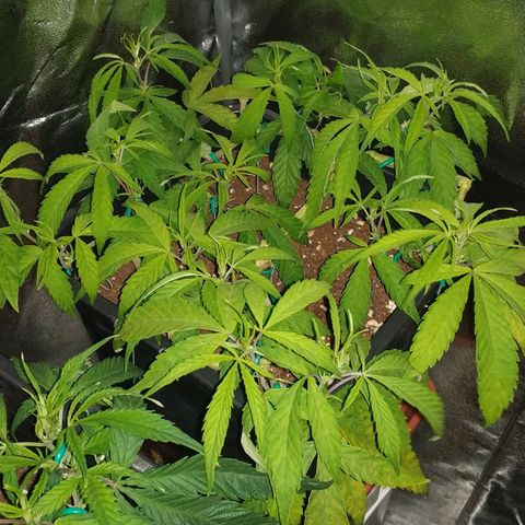 Clone1 growlog timeline photo