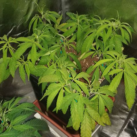 Clone1 growlog timeline photo