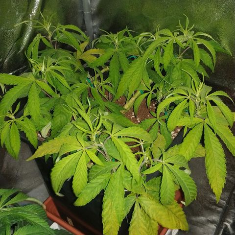 Clone1 growlog timeline photo