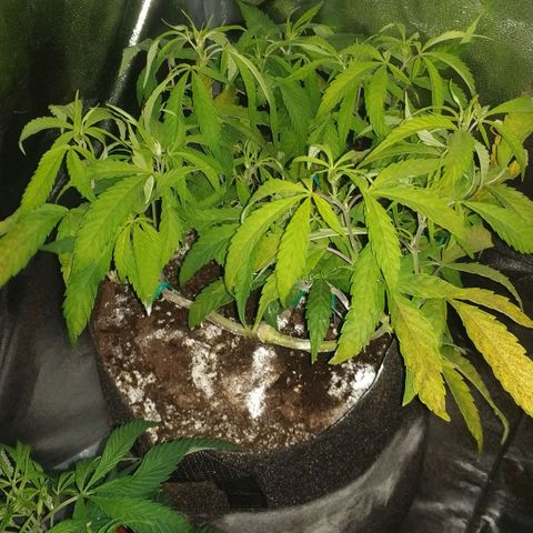 Clone1 growlog timeline photo